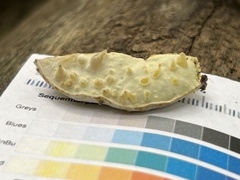 Hypomyces chlorinigenus