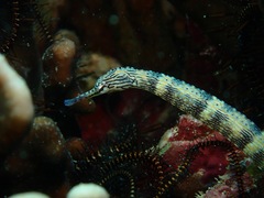 Corythoichthys intestinalis