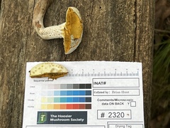 Hypomyces chlorinigenus