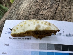 Hypomyces chlorinigenus