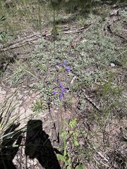 Penstemon oliganthus