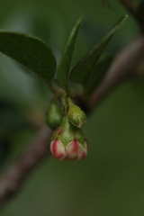 Cotoneaster acuminatus