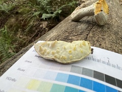 Hypomyces chlorinigenus