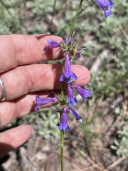 Penstemon oliganthus