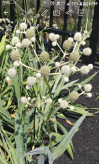 Eryngium yuccifolium