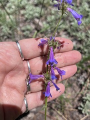 Penstemon oliganthus