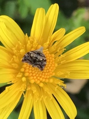Choreutis emplecta