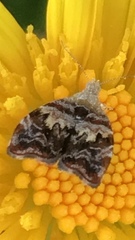 Choreutis emplecta