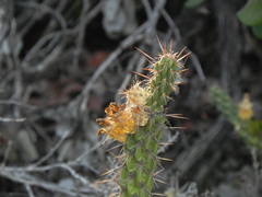 Cylindropuntia californica californica