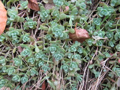 Sedum debile