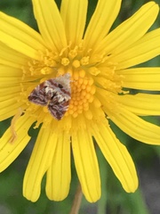 Choreutis emplecta