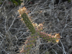 Cylindropuntia californica californica