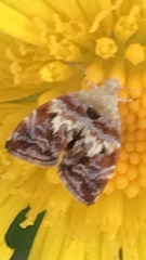 Choreutis emplecta