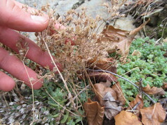 Sedum debile