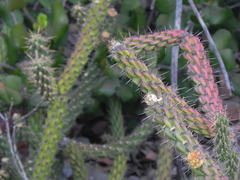 Cylindropuntia californica californica