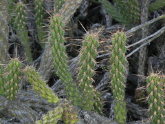 Cylindropuntia californica californica