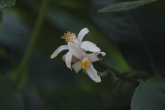 Citrus medica