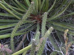 Cylindropuntia californica californica