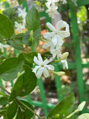 Jasminum calophyllum