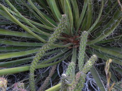 Cylindropuntia californica californica