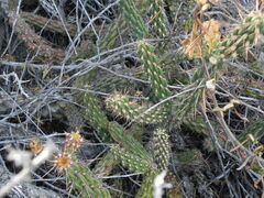 Cylindropuntia californica californica