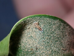 Trioza brevigenae