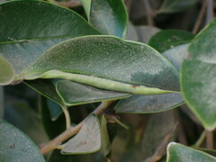 Trioza brevigenae