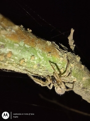 Anyphaenidae