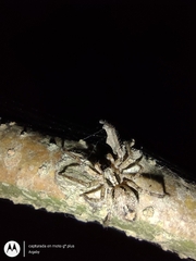 Anyphaenidae