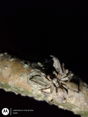 Anyphaenidae