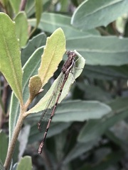 Oxyagrion