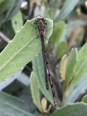 Oxyagrion