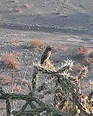 Amphispiza bilineata