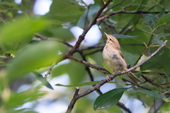 Phylloscopus fuscatus