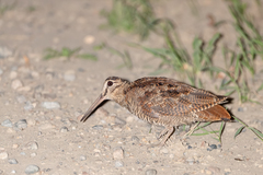 Scolopax rusticola