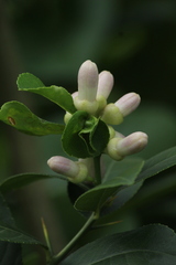 Citrus medica
