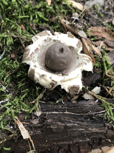 Geastrum morganii