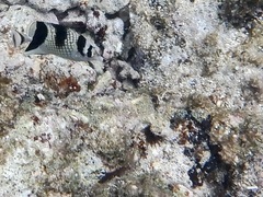 Chaetodon argentatus