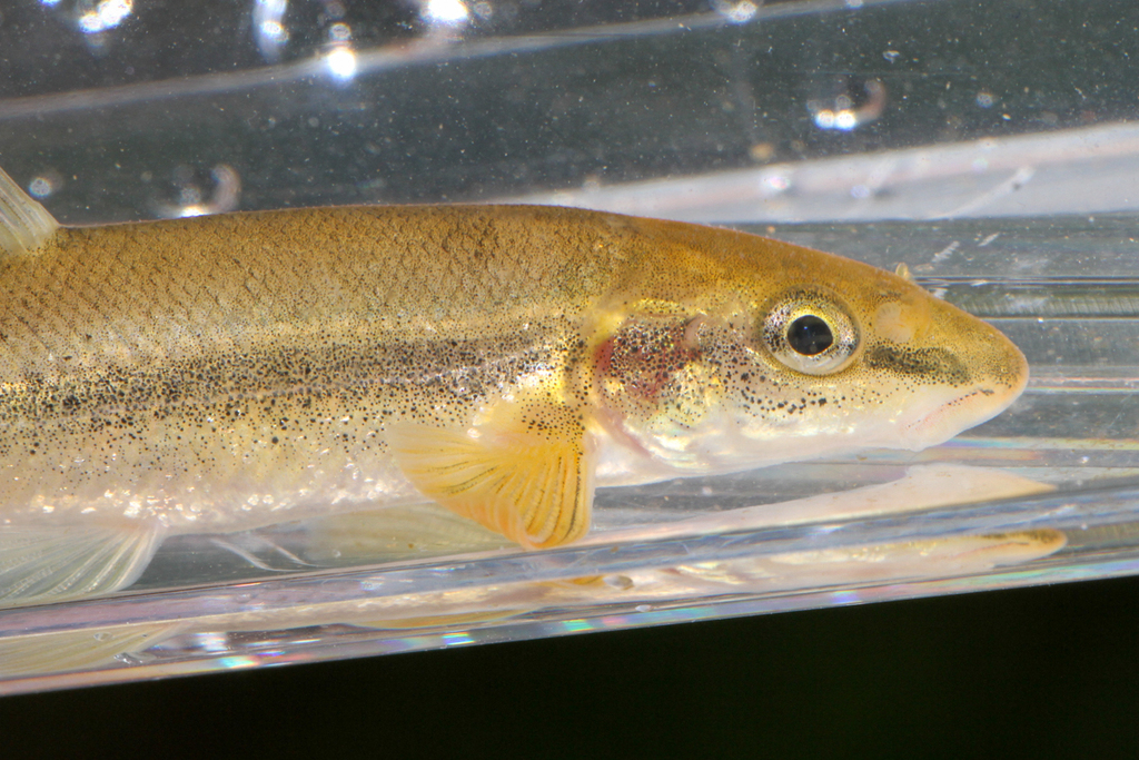 Longnose Dace from Carroll County, MD, USA on May 17, 2022 at 01:35 PM ...