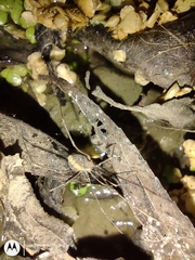 Arachnida