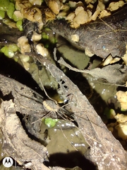 Arachnida