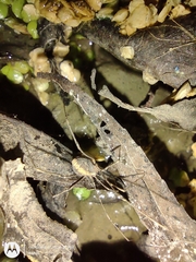 Arachnida