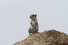 Ammospermophilus leucurus