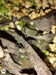 Arachnida