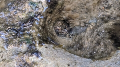 Kelloggella oligolepis