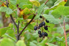 Ribes sanguineum glutinosum