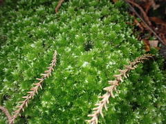Rosulabryum subtomentosum