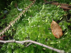 Rosulabryum subtomentosum