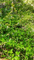 Campanula prenanthoides