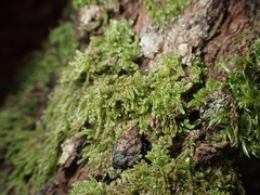 Hypnum chrysogaster